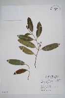 大錦蘭藏品圖，第1張