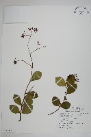 細梗絡石藏品圖，第1張