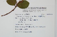 細梗絡石藏品圖，第2張