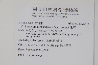 針刺草藏品圖，第2張