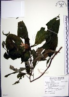 角桐草、台灣半蒴苣苔藏品圖，第1張