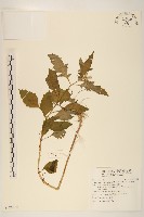 飛機草藏品圖，第1張