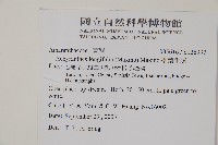 柳葉牛膝藏品圖，第2張