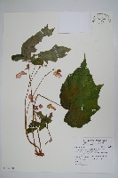 水鴨腳藏品圖，第1張