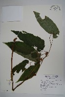 圓果秋海棠藏品圖，第1張