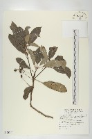 奧氏虎皮楠藏品圖，第1張