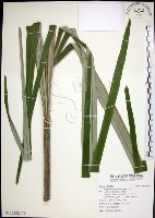 山棕藏品圖，第1張