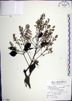 山埔姜藏品圖，第1張