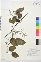 柱果鐵線蓮藏品圖，第1張