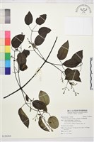 柱果鐵線蓮藏品圖，第1張