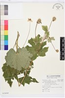 小白頭翁、野棉花藏品圖，第1張