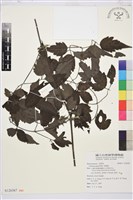 串鼻龍藏品圖，第1張