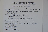 狹葉莢迷藏品圖，第2張