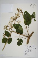 食用土當歸藏品圖，第1張