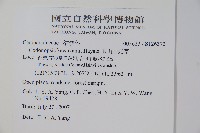 玉山山奶草藏品圖，第2張