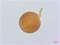 大籽當藥、巒大當藥藏品圖，第1張