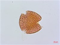 大籽當藥、巒大當藥藏品圖，第2張