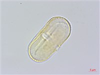 玉山當歸藏品圖，第2張