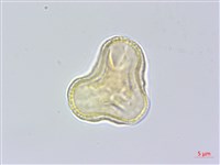 玉山當歸藏品圖，第3張