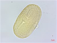 玉山當歸藏品圖，第4張