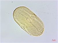 玉山當歸藏品圖，第5張