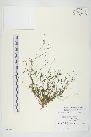 玉山筷子芥藏品圖，第1張