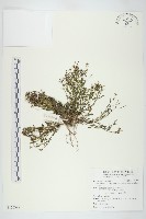 玉山筷子芥藏品圖，第1張