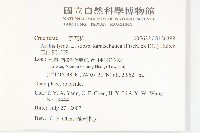 玉山筷子芥藏品圖，第2張