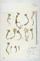 玉山佛甲草藏品圖，第1張