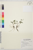 登錄號:S126401藏品圖，第1張