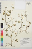 鹿場毛茛藏品圖，第1張