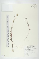 葶藶藏品圖，第1張