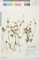 蓬萊毛茛藏品圖，第1張