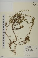 高山艾藏品圖，第1張