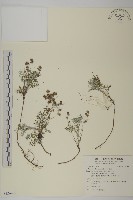 山艾藏品圖，第1張