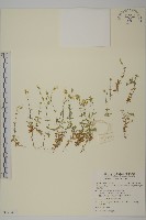 玉山卷耳藏品圖，第1張