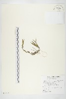 齒葉南芥、齒葉筷子芥藏品圖，第1張