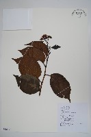 恆春厚殼樹藏品圖，第1張