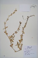 匙葉蓮子草藏品圖，第1張