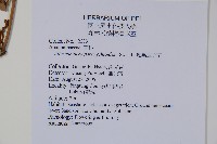 匙葉蓮子草藏品圖，第2張