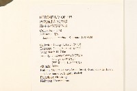 腺葉澤蘭藏品圖，第2張