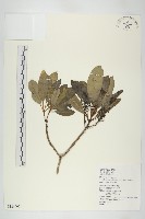 耿氏虎皮楠藏品圖，第1張