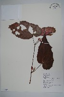 出雲山秋海棠藏品圖，第1張