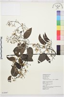 柱果鐵線蓮藏品圖，第1張