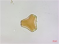 忍冬葉桑寄生藏品圖，第1張