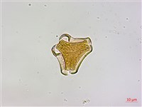 忍冬葉桑寄生藏品圖，第2張