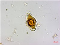 忍冬葉桑寄生藏品圖，第3張