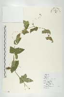 茅瓜藏品圖，第1張