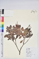 臺灣馬醉木藏品圖，第1張