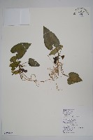 上花細辛藏品圖，第1張